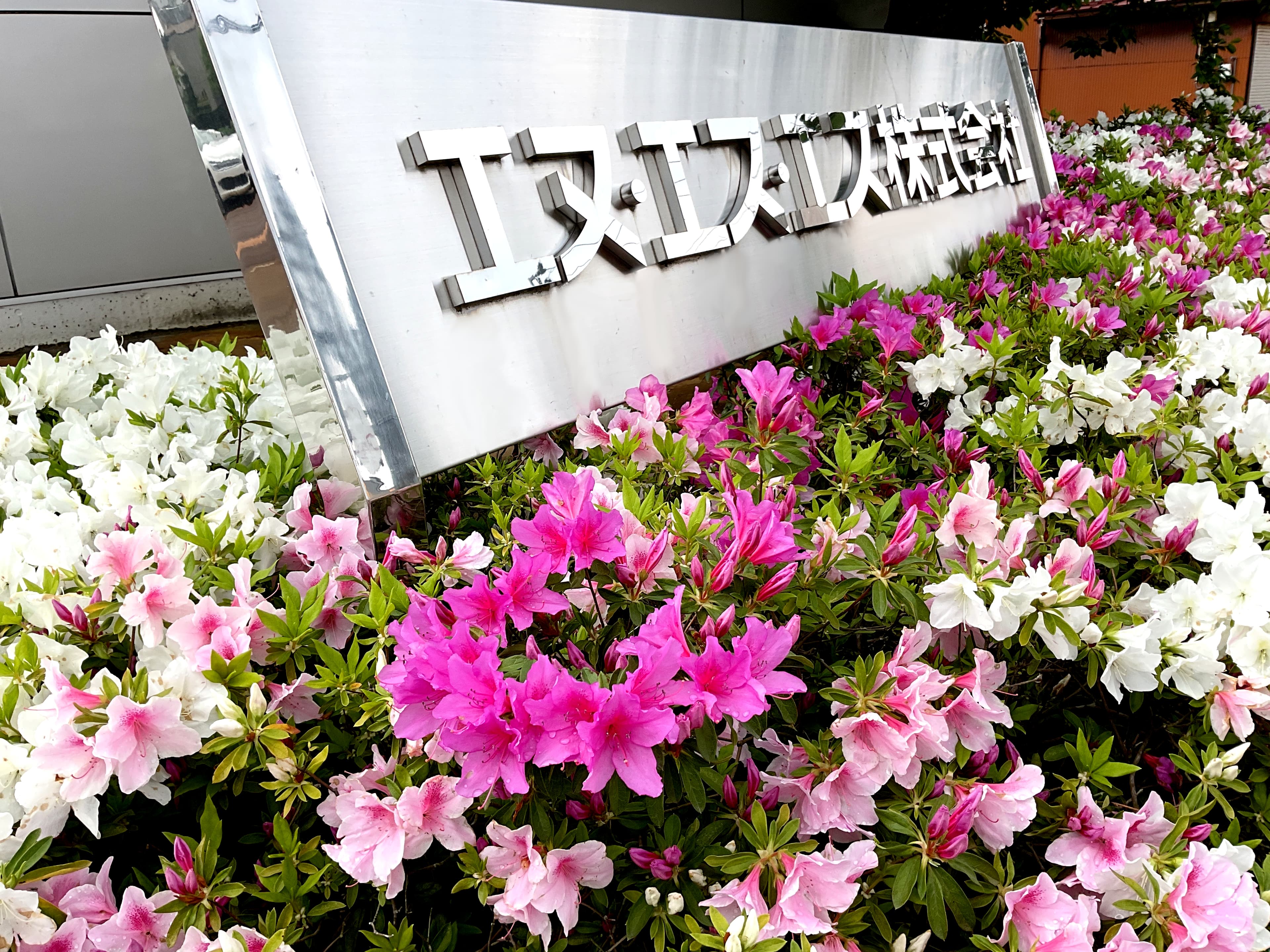 会社前のつつじが満開です
