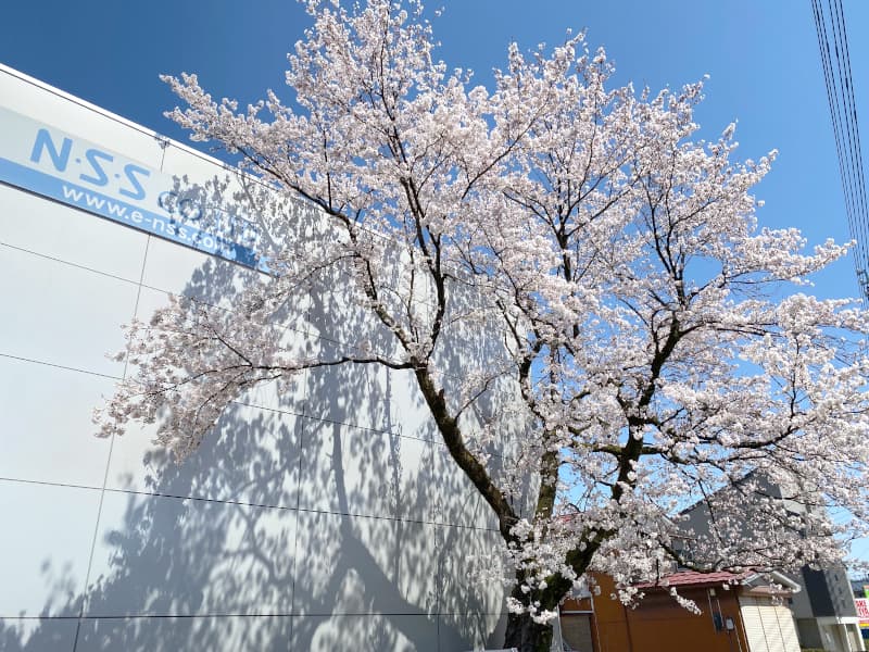 桜満開